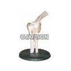 Human Elbow Joint Model Human Elbow Joint Model